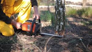 Reliable Orange Grove, TX Tree Care Solutions