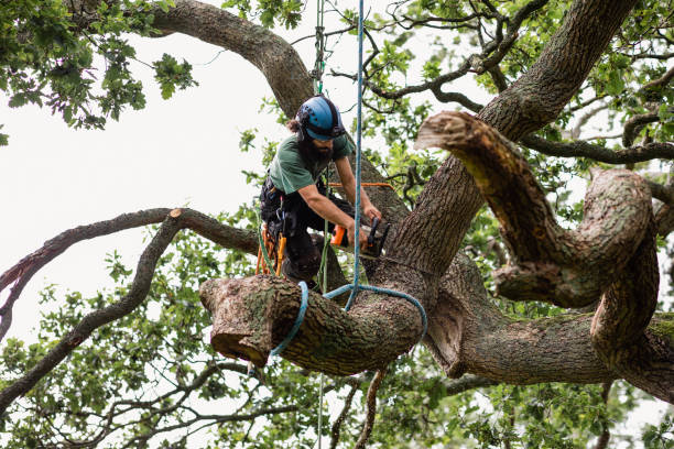 Tree and Shrub Care in Orange Grove, TX